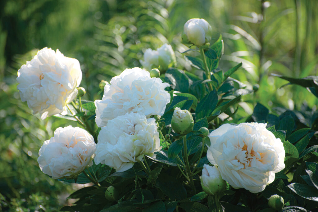 ‘Greenland‘. 
Autors: Foto no Elīnas Kilēvicas personiskā arhīva.