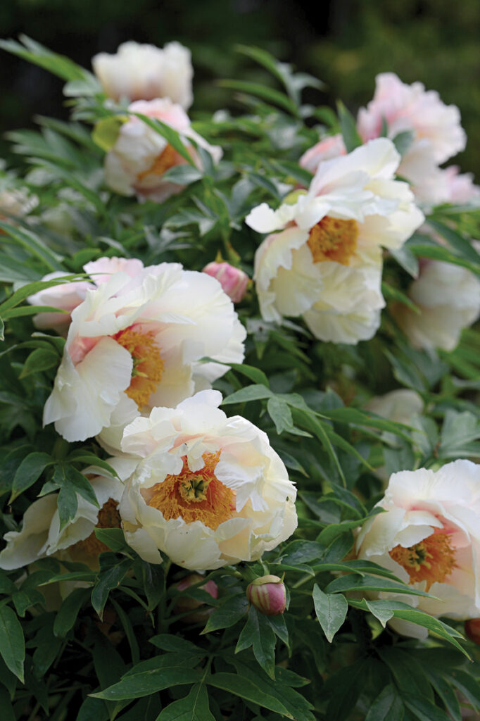 ‘Helene Martin’ ir senākā lutea grupas kokveida peonija Elīnas dārzā. Šīs grupas peonijām ir īpaši lieli ziedi, un bieži vien tie smaguma dēļ ir vērsti uz sāniem vai pat uz leju.
Autors: Foto no Elīnas Kilēvicas personiskā arhīva.