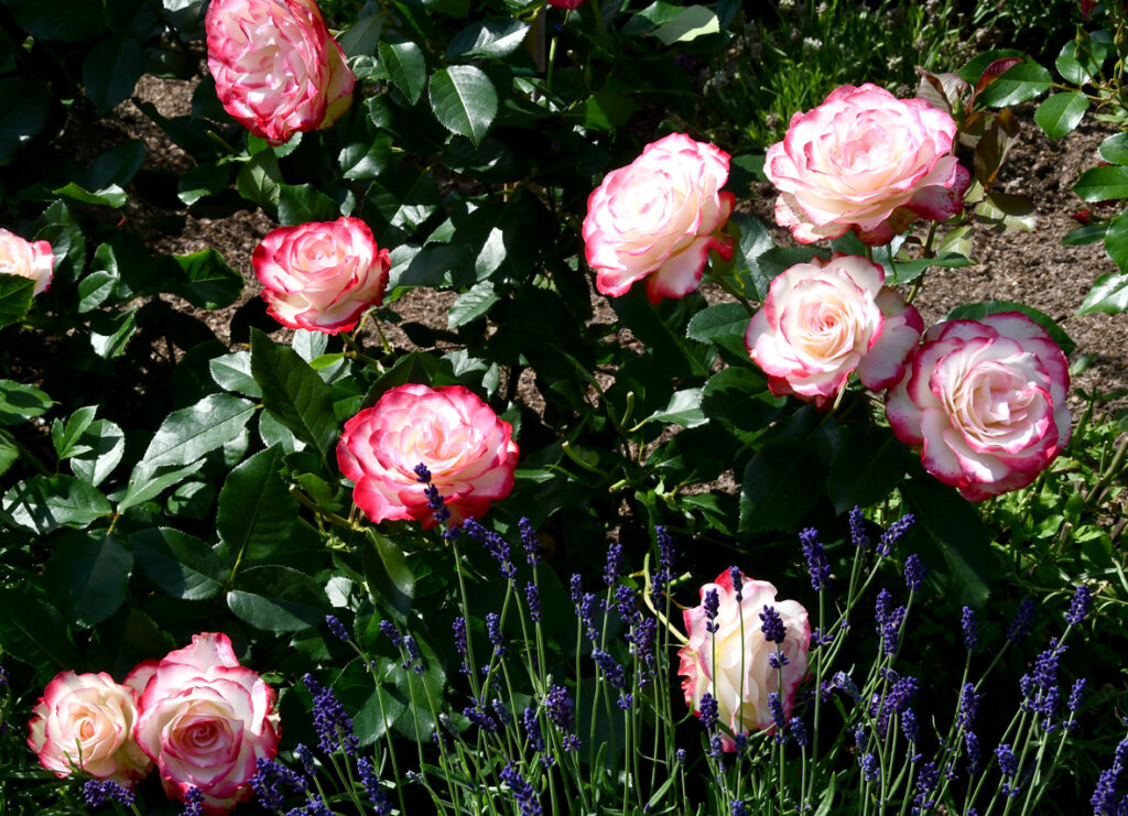 Floribundroze ‘Jubile du Prince de Monaco’ piesaista uzmanību. Baltos ziedus it kā ierāmē maigs aveņkrāsas tonis.
Autors: Foto – Ivars Bogdanovs