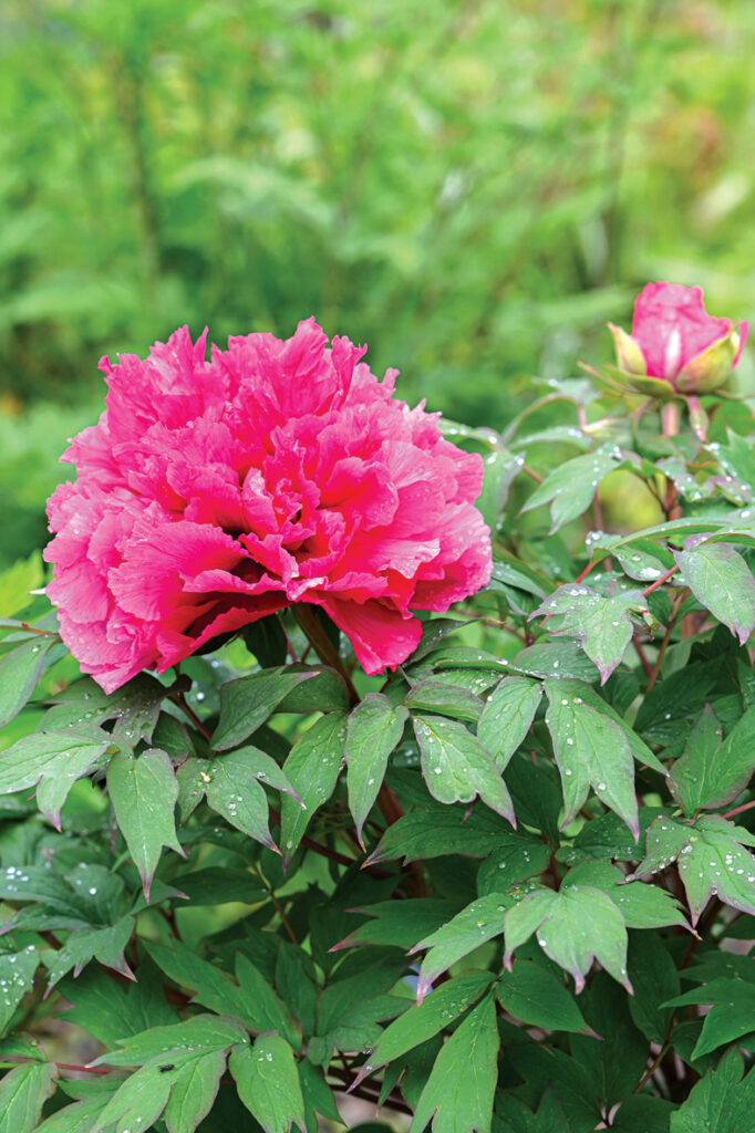 Kokveida peonijas hibrīds ‘Kaow’ zied pirmo gadu. Pildītais zieds dziļā sarkanīgi rozā tonī ir divu plaukstu lielumā. Tumšumiņš ir arī lapās, kas tik ļoti patīk Elīnai. 
Autors: Foto no Elīnas Kilēvicas personiskā arhīva.