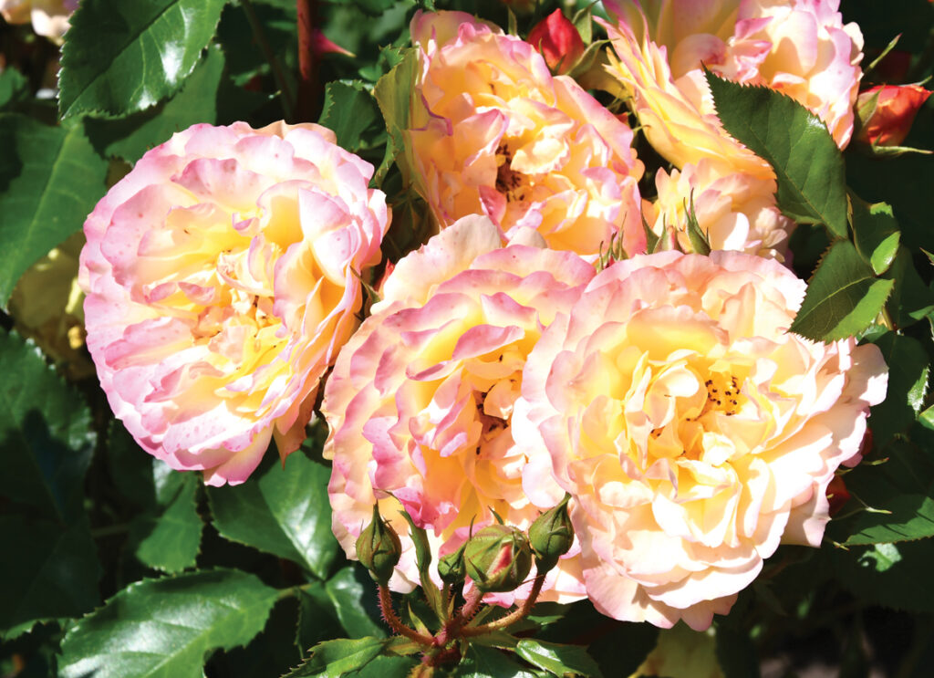 Persiku krāsas floribundrozei ‘Lampion’ maigi dzeltenie ziedi ar sārtu rožu ziedlapiņas ārpusi.  

Autors: Foto – Ivars Bogdanovs