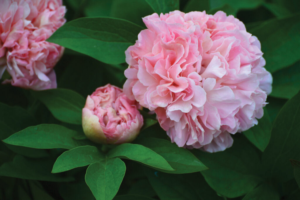 ‘Lois’ Choice’ – godalgota un apbrīnota šķirne. No rožu stila pumpuriem izplauks pildīts zieds ar sarežģītu krāsu paleti. Ārējās ziedlapiņas sākotnēji persiku un rozā toņos. Ziedam izplaukstot, piebiedrojas krēmkrāsa un pat sārtais.  

Autors: Foto no Elīnas Kilēvicas personiskā arhīva.