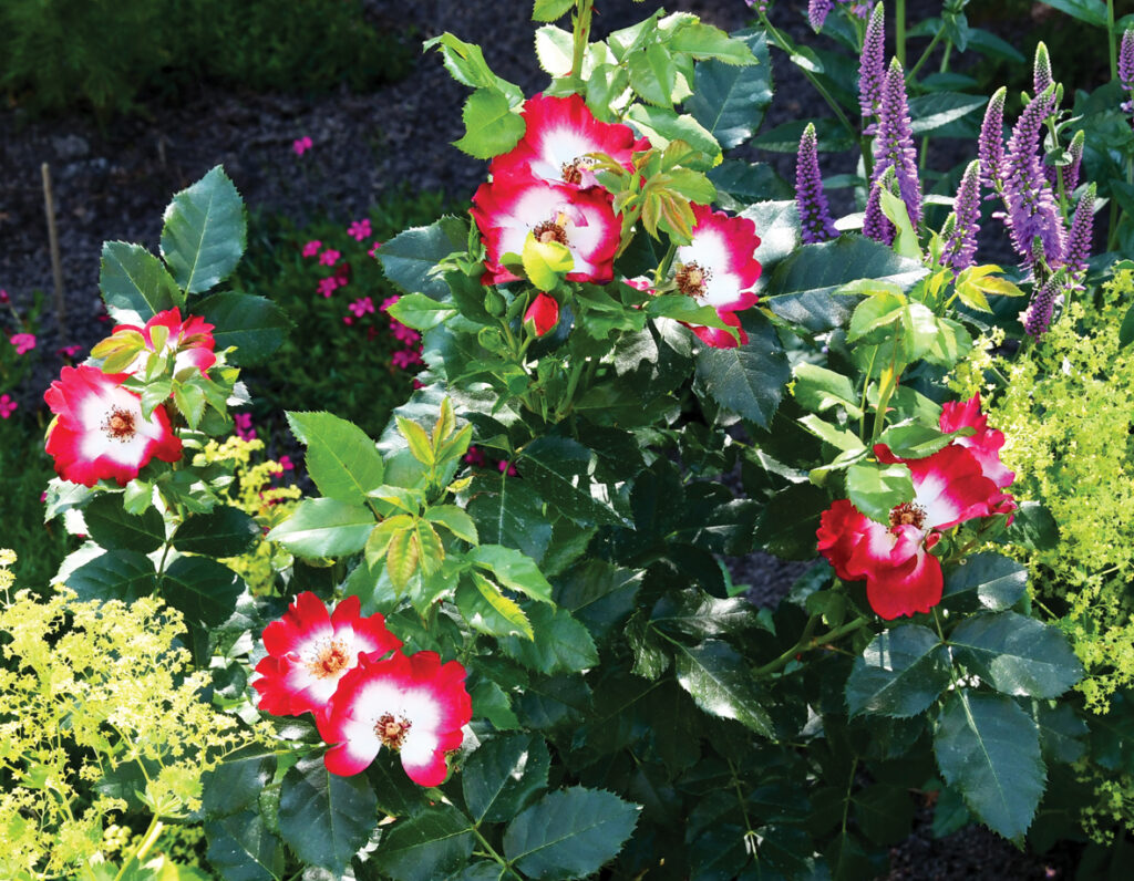 Klājeniskā ‘Loki’ ir jaunums rožu pasaulē. Izturīga un zied pakāpeniski līdz vēlam rudenim. 

Autors: Foto – Ivars Bogdanovs