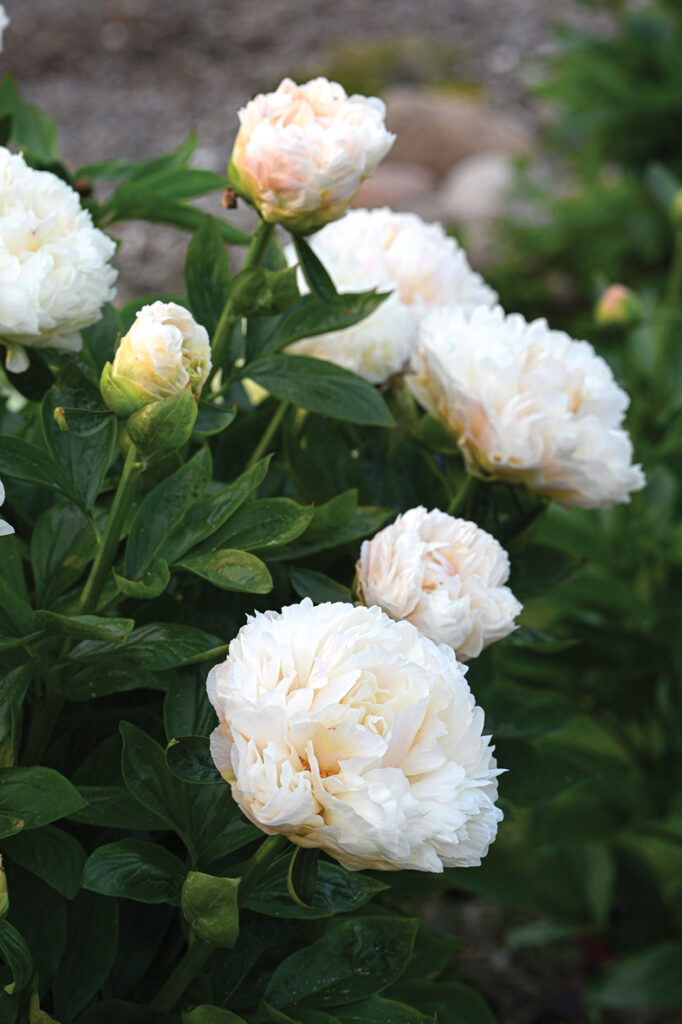 Šīs sezonas pārsteigums un mīlestība no pirmā acu skatiena ir ‘Majesty’s Splendor’. Trešajā gadā   krūms beidzot parāda sevi pilnā krāšņumā.

Autors: Foto no Elīnas Kilēvicas personiskā arhīva.