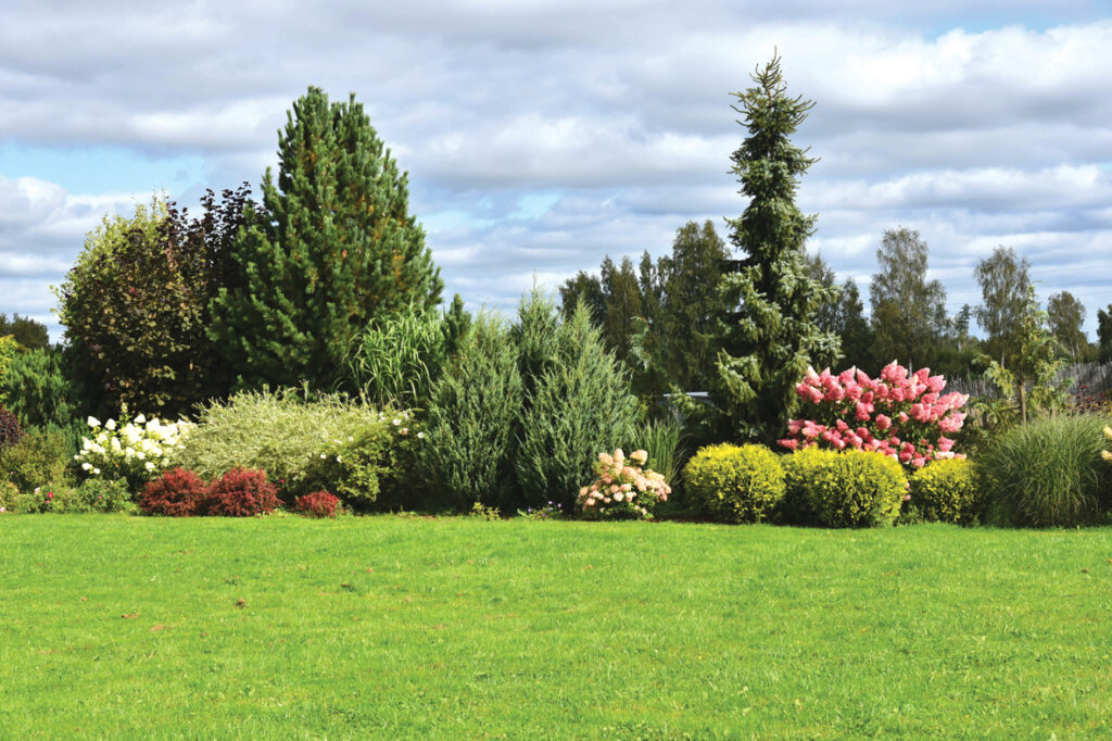 Vērtīgi, ka kokaudzētavā var apskatīt to, kā hortenzijas un tūjas izskatās reālos apstādījumos. 
Te ierīkotas lielas košumdobes. 
Autors: Foto – Ivars Bogdanovs