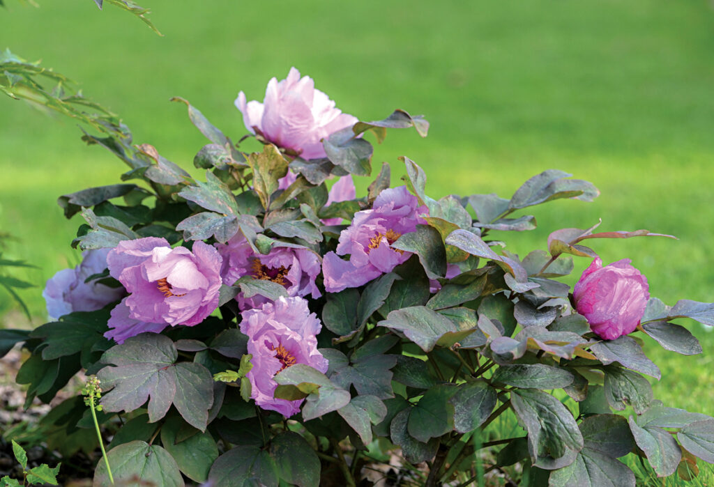 Agri ziedošā kokveida peonija qiui ir atsevišķa suga. Lapām pelēcīgi brūngana nokrāsa. Cers zems. Blāvi violetīgi ziedi, kuros gluži kā akvarelis iepludināts rozā. 
Autors: Foto no Elīnas Kilēvicas personiskā arhīva.
