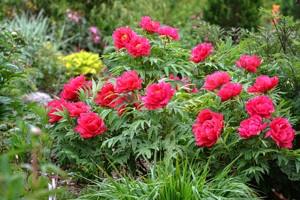 Retāk Latvijā tiek audzētas suffruticosa un lutea grupas kokveida peonijas, taču Elīnas pieredze piecu gadu garumā rāda, ka arī tās ļoti labi jūtas un aug mūsu klimatā.

Autors: Foto no Elīnas Kilēvicas personiskā arhīva.