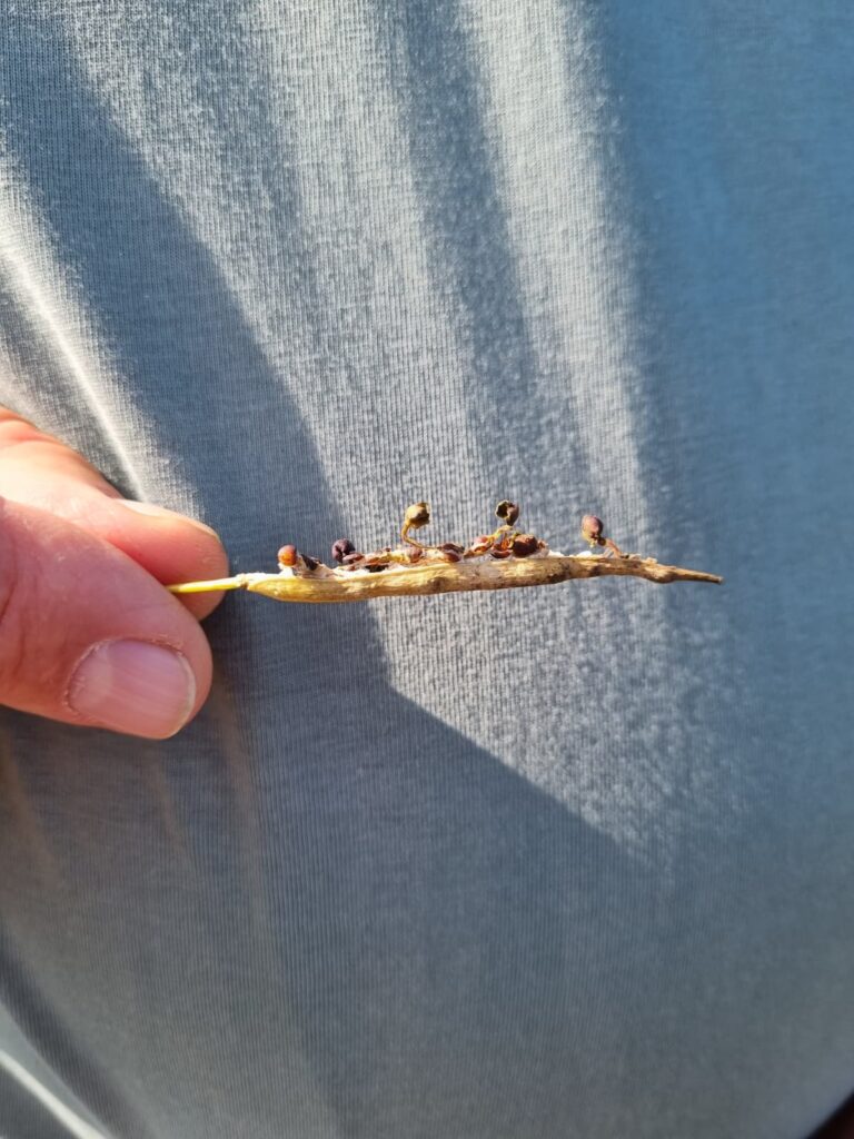 Autors: Publicitātes foto