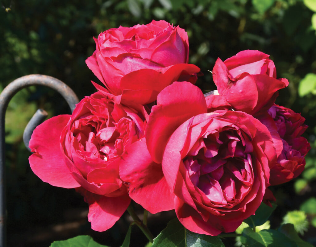 Krūmrozei ‘Ruban Rouge’ ir lieli, samtaini un ļoti aromātiski ziedi.   
Autors: Foto – Ivars Bogdanovs