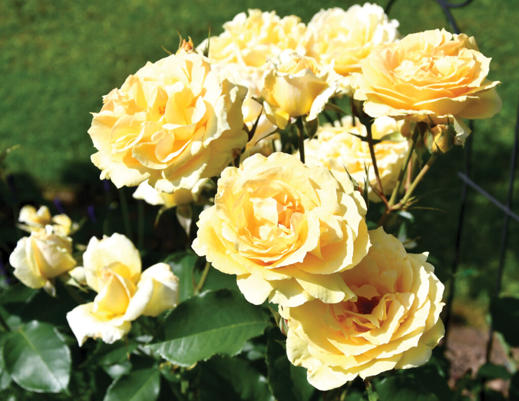 Krūmroze ‘Sophie Renaissance’ ar burvīgi lieliem, smaržīgiem ziediem. Lietus gan tai nepatīk. 
Autors: Foto – Ivars Bogdanovs