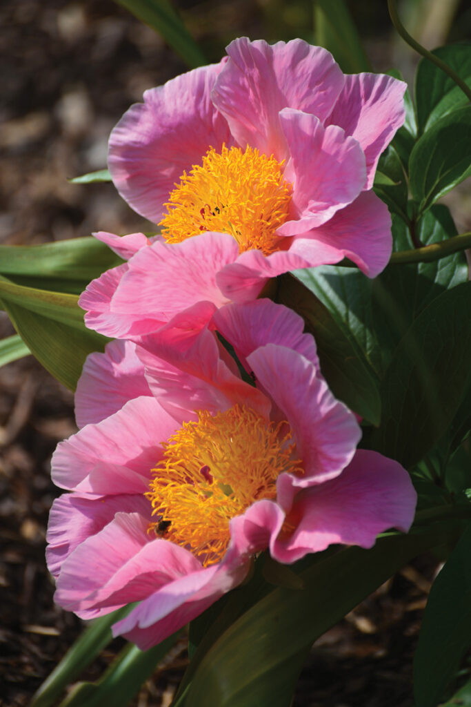 Agri ziedošajai ‘Sugar’n’Spice’ ir nepildīti laškrāsas ziedi un skaistas putekšņlapas. Tā ļoti patīk bitēm.
Autors: Foto no Elīnas Kilēvicas personiskā arhīva.