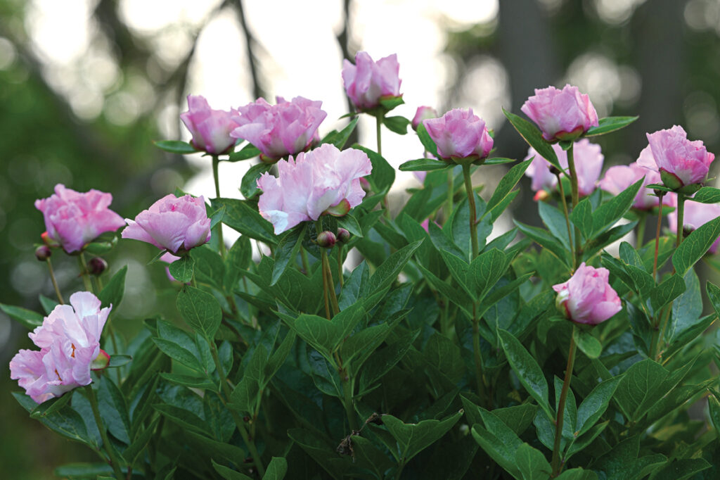 Ne visas peoniju šķirnes aizņem daudz vietas dobē, agri ziedošā, smalkā ‘Tranquil Dove’ ir ļoti kompakta.
Autors: Foto no Elīnas Kilēvicas personiskā arhīva.