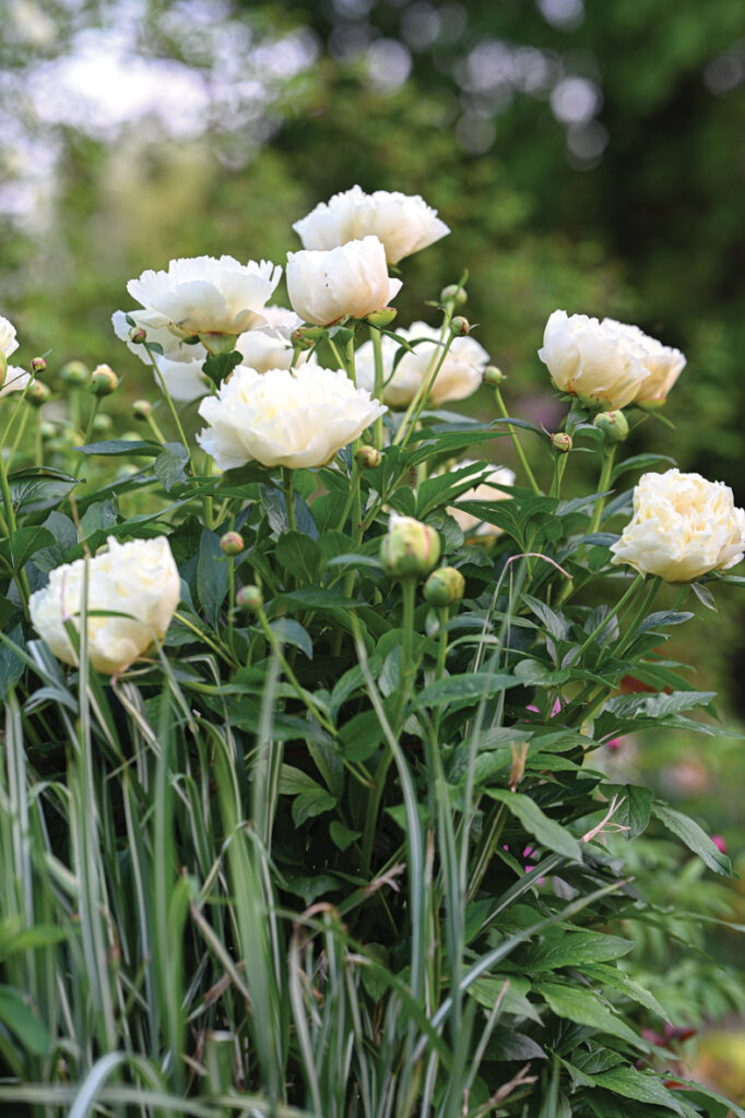 ‘Vanilla Schnapps’ ir viena no agrākajām pildītajām šķirnēm. Vienā krūmā var būt gan pildīti, gan puspildīti ziedi. Maiga smarža. Ziedi veroties atgādina angļu rozes.
Autors: Foto no Elīnas Kilēvicas personiskā arhīva.