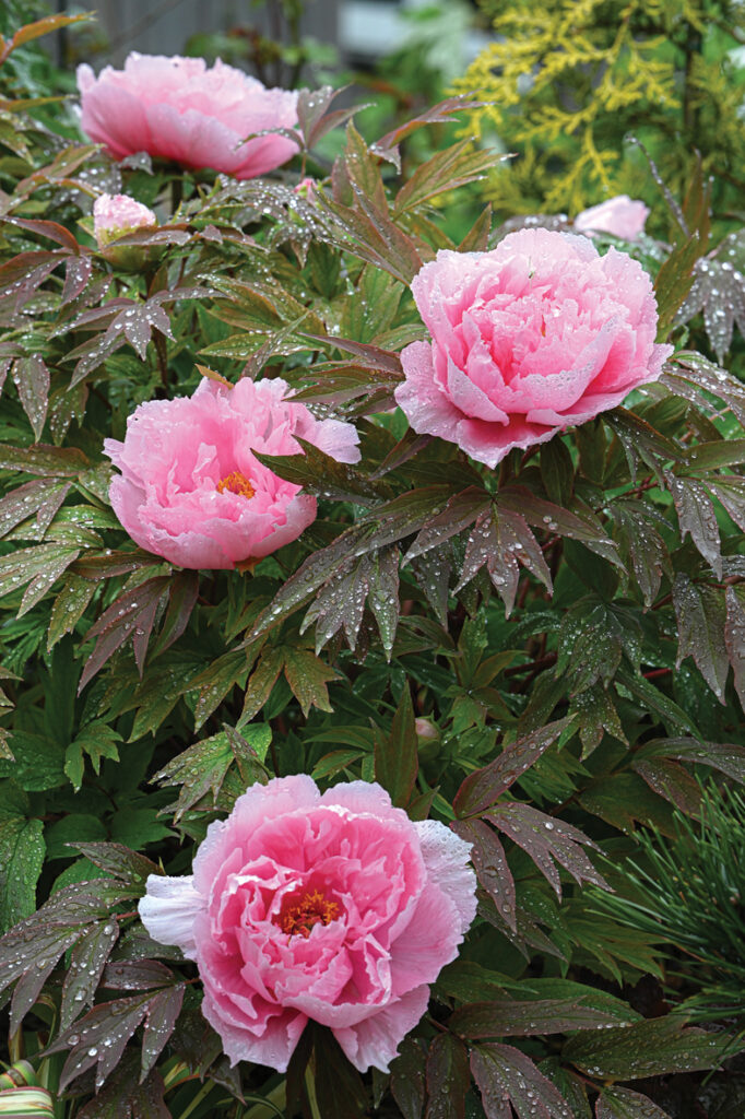 ‘Yachiyo-tsubaki‘.
Autors: Foto no Elīnas Kilēvicas personiskā arhīva.
