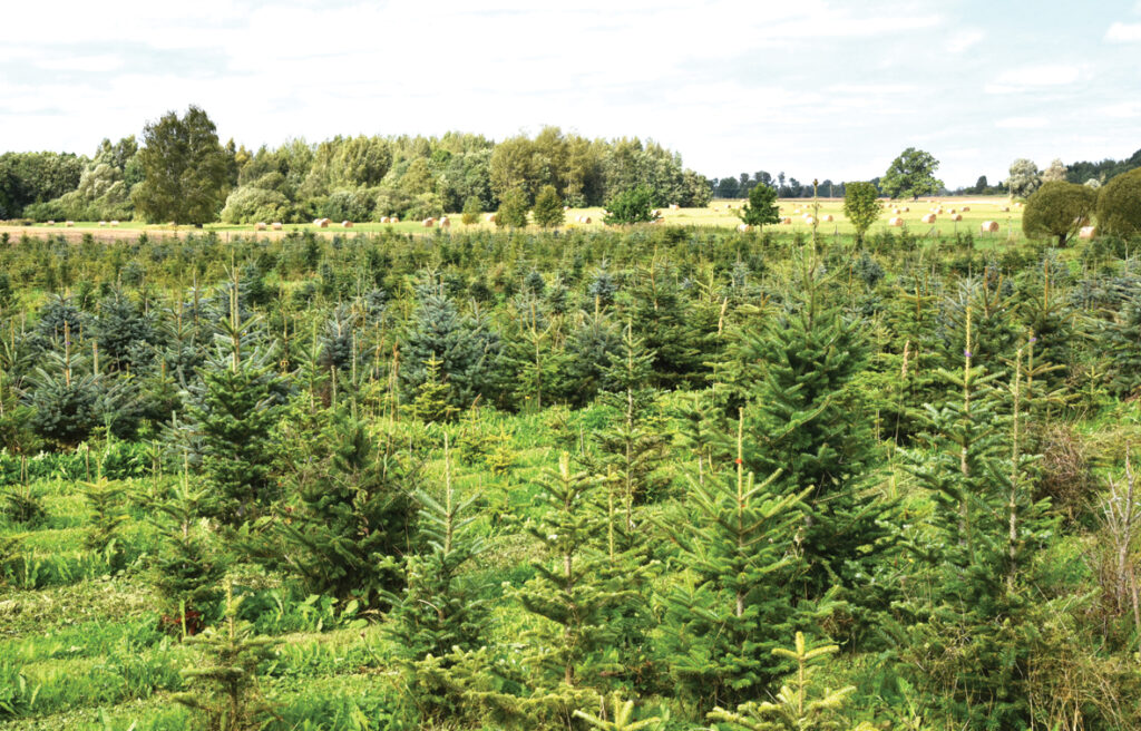 Egļu rindas kontrastē ar nopļautajām ārēm un salmu ruļļiem. 
Autors: Foto – Ivars Bogdanovs