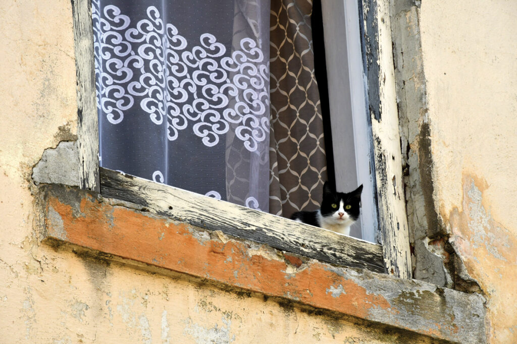 Īsts vecpilsētas kaķis noraugās uz mums, kamēr aplūkojam mozaīkkaķus.