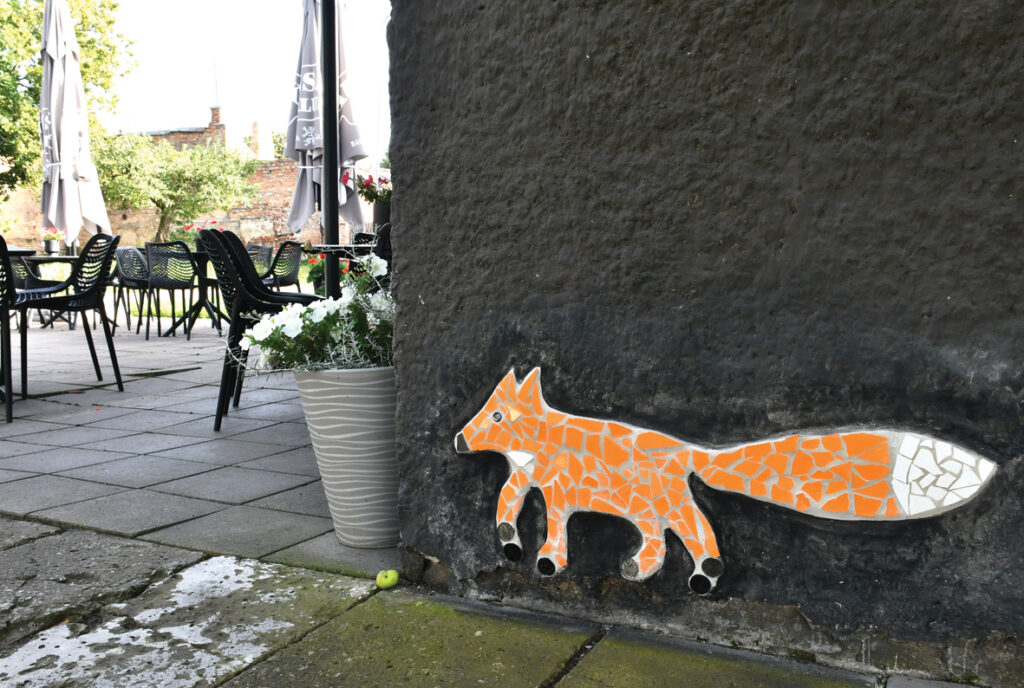 Viena pati kaķu barā – drosmīgā lapsa.