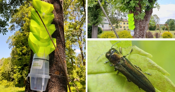 Aluksniesiem.lv raksta attēla aizvietotājs