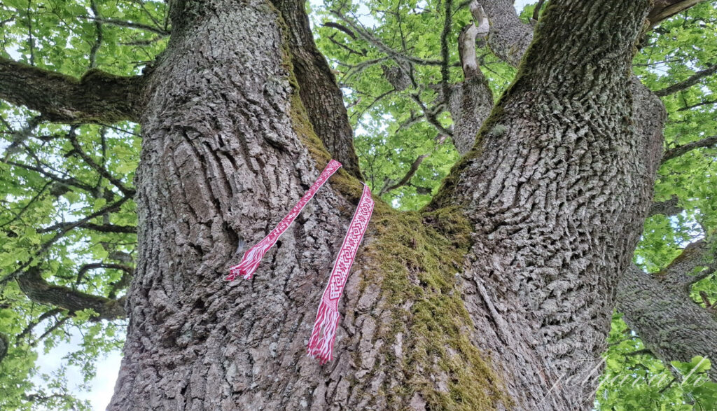 Aluksniesiem.lv raksta attēla aizvietotājs