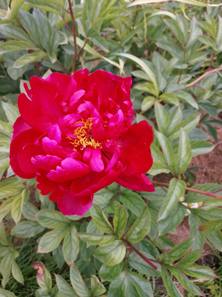 Autors: Antra Ērgle