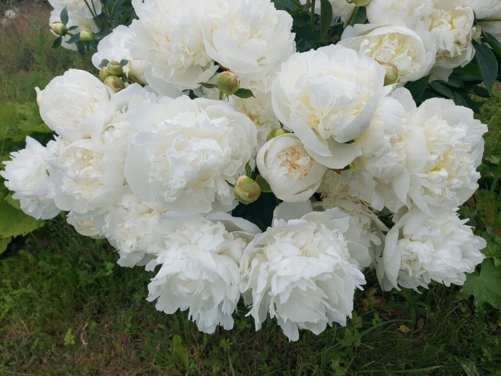 Autors: Antra Ērgle