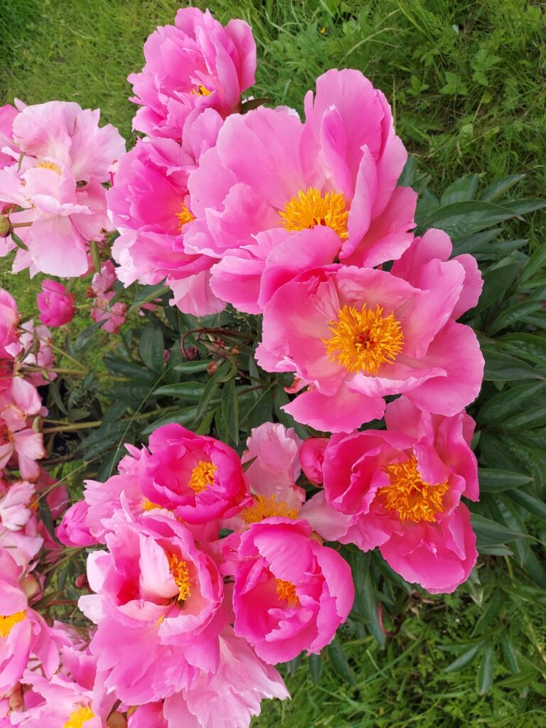 Autors: Antra Ērgle