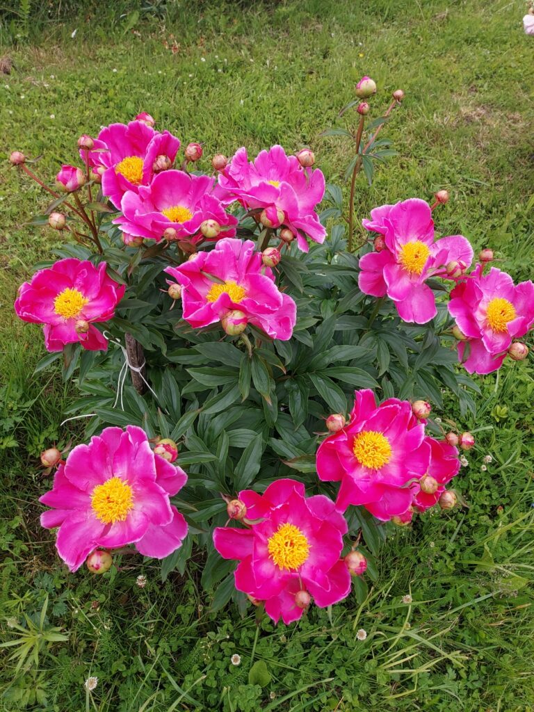 Autors: Antra Ērgle