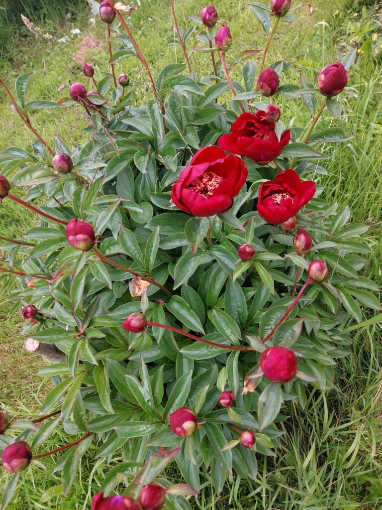 Autors: Antra Ērgle