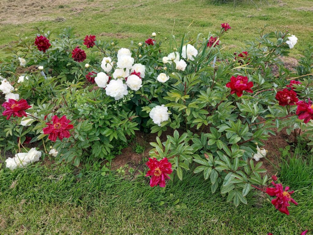 Autors: Antra Ērgle