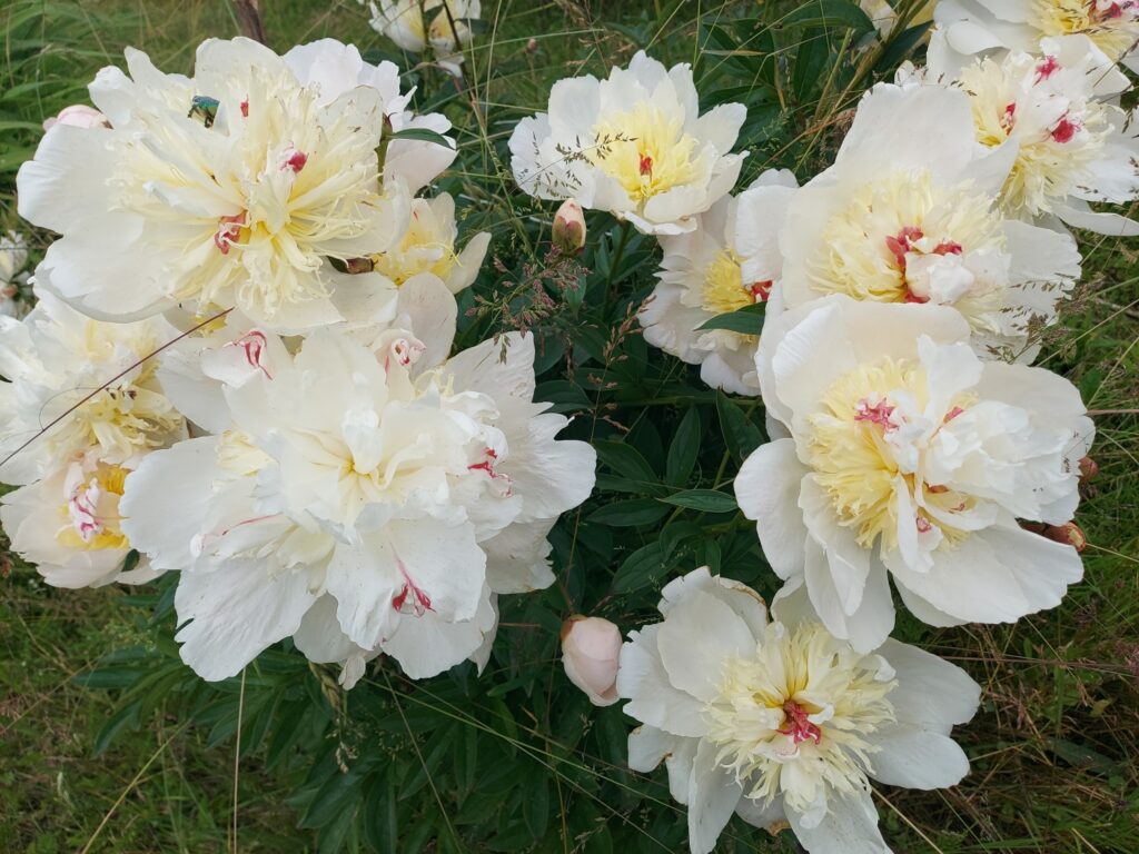 Autors: Antra Ērgle