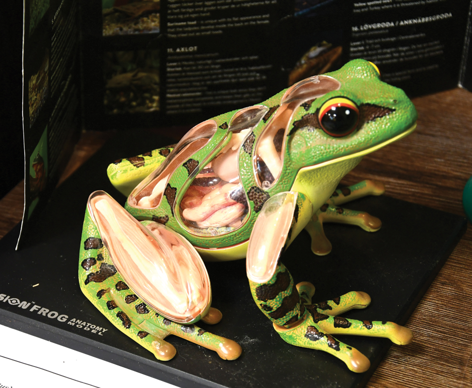 «Anatomiskā».
Autors: Foto – Ivars Bogdanovs