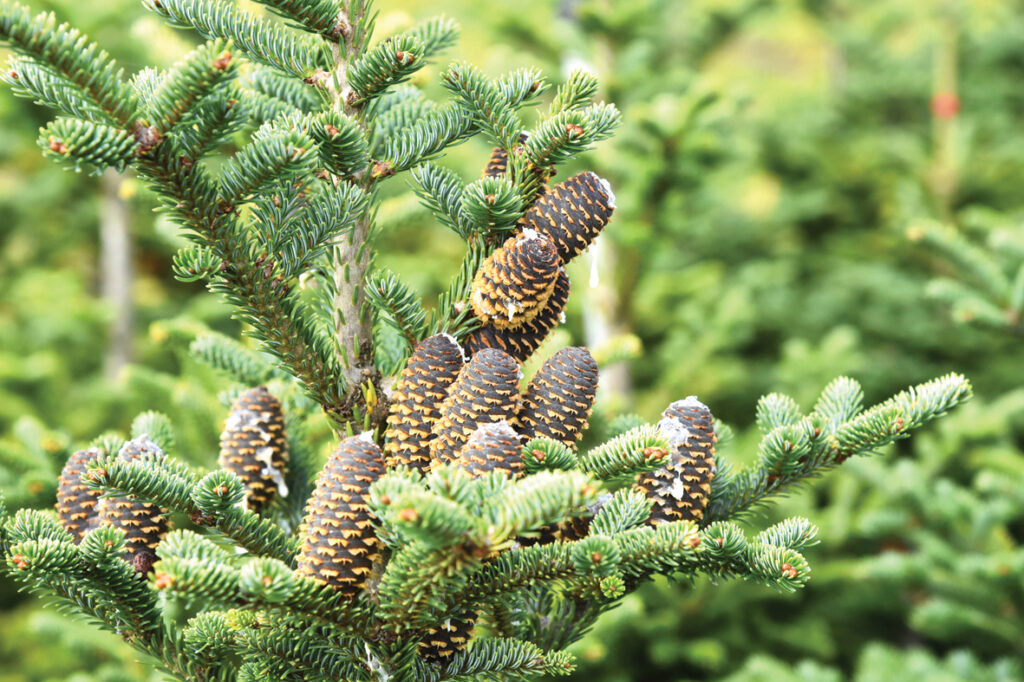 Serbijas egles ‘Nana’ čiekuri izskatās kā sveces. 
Autors: Foto – Ivars Bogdanovs