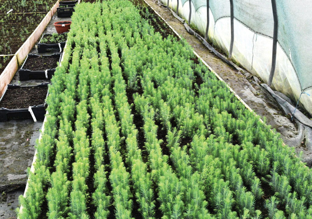 Šīs eglītes tikai šopavasar sētas. Izskatās kā zaļš paklājs. 
Autors: Foto – Ivars Bogdanovs