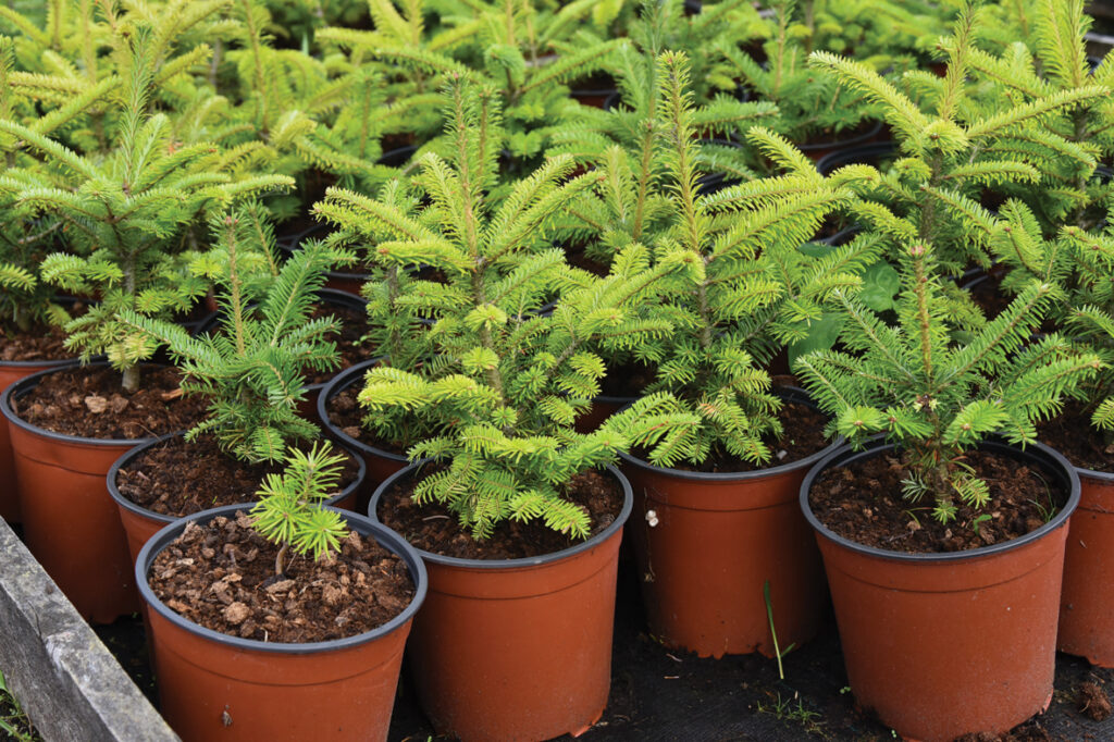 Viens no eglītes dzīves etapiem ceļā no sēklas līdz Ziemassvētku rotai. 
Autors: Foto – Ivars Bogdanovs