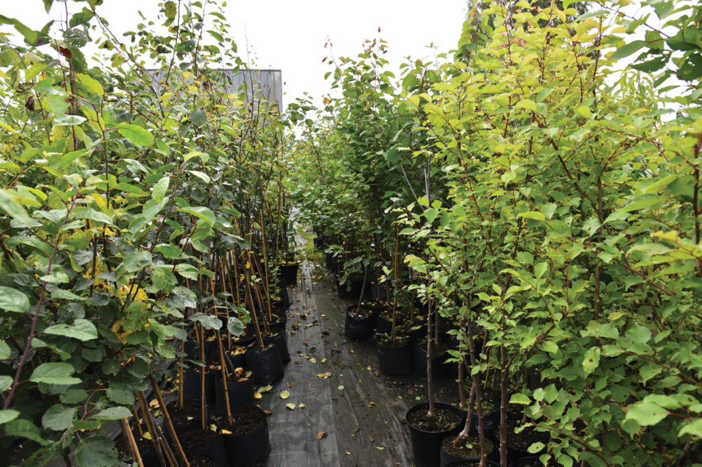 Aprikožu stādi šogad pārauguši cilvēka augumu. 

Autors: Foto – Ivars Bogdanovs