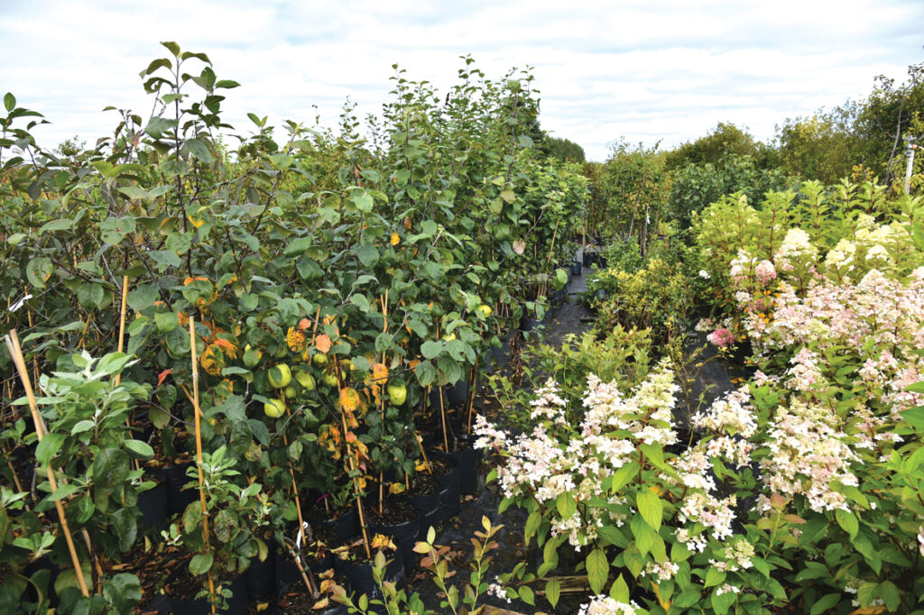 Stādu dienās būs ne tikai augļkoku izvēle, bet pirmo reizi arī hortenzijas. 

Autors: Foto – Ivars Bogdanovs