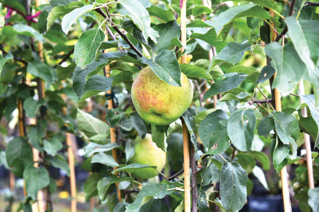 Populārākā jaunā šķirne ‘Dace’ ar vienu, taču tik perfektas formas ābolu.
Autors: Foto – Ivars Bogdanovs