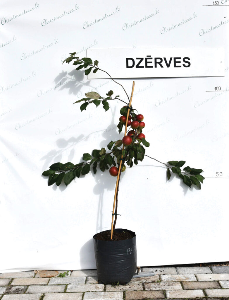 ‘Pepiņš’ reklamē «Dzērves». 

Autors: Foto – Ivars Bogdanovs
