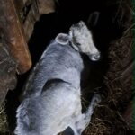 Pārdod 1 mēnesi vecu Latvijas zilā telīti. Atrašanās vieta: Vecsaules&hellip;