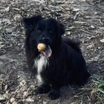 16. martā pie Bangu dīķa pazuda mūsu mīlulis – suns&hellip;